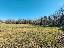 Terreno 3600 mq, zona Gattico