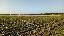Terreno 140000 mq, zona Montaletto