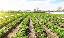 Terreno 5500 mq, zona Ponso