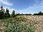 Terreno 25600 mq, zona Torreglia