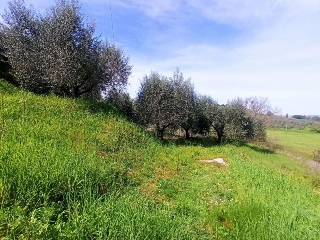 zoom immagine (Terreno 1430 mq, zona Sanfatucchio)