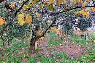zoom immagine (Terreno 10600 mq, zona Sant'Andrea in Besanigo)