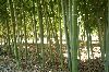 15 semi di bambù gigante phyllostachys edulis